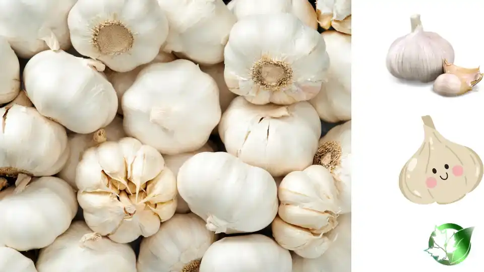 Commercial presentation of Frozen Fried Garlic for wholesale product evaluation and buyer review.